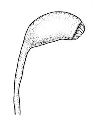 Wijkia extenuata var. extenuata, capsule. Drawn from B.H. Macmillan 95/42, CHR 506658, and D. Glenny s.n., 25 Nov. 1985, CHR 438413.
 Image: R.C. Wagstaff © Landcare Research 2016 